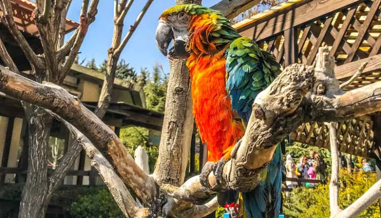 Birds Garden